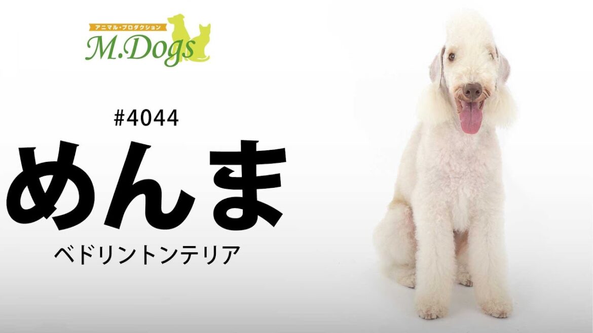 ペットモデル #4044 ベドリントンテリア「めんま」