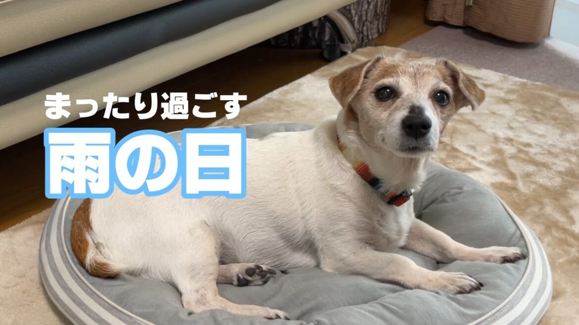 【雨降り】おウチでまったり過ごすジャックラッセルテリア