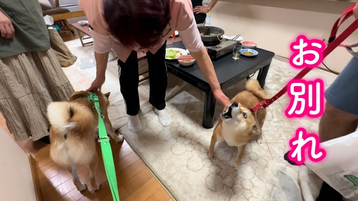 おばあちゃんとの切ないお別れも塩対応でやり過ごす柴犬