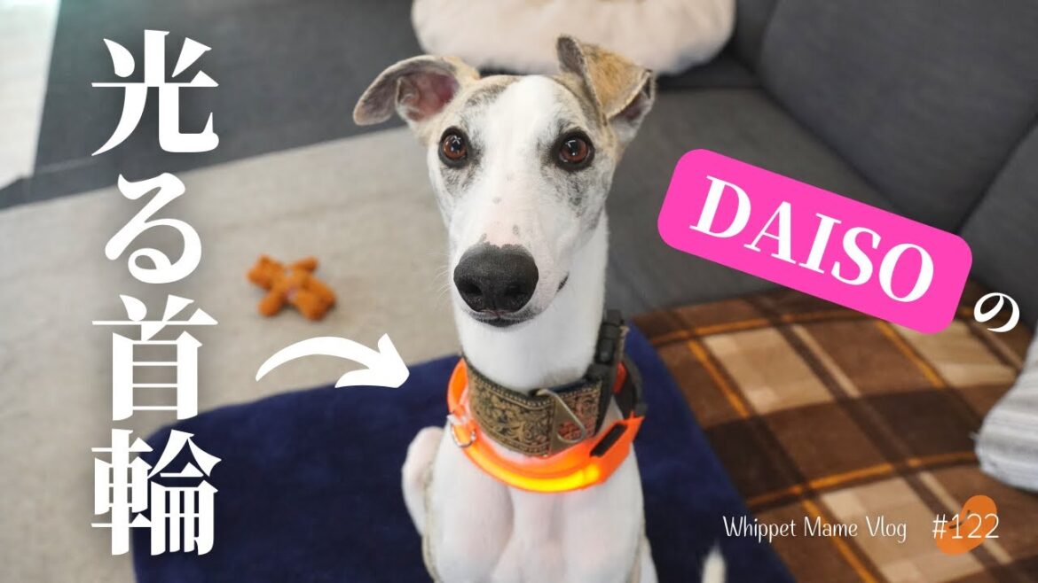 ダイソーの犬グッズ『光る首輪』が優秀すぎておすすめ　#122