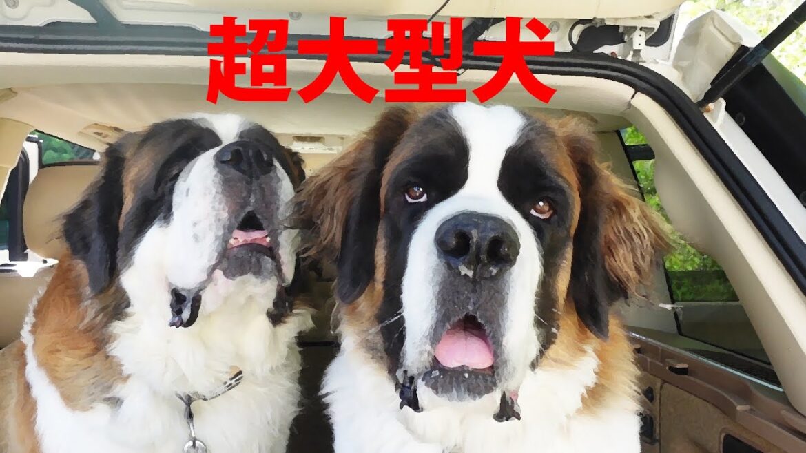 【平凡なセントバーナードの日記】[Diary of an ordinary St. Bernard