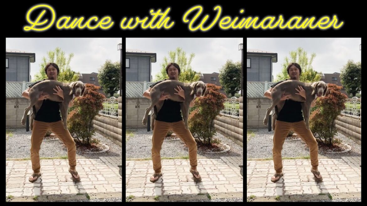 【犬とダンス】大型犬ワイマラナーとダンスを踊ってみた　※Dance with Weimaraner puppy