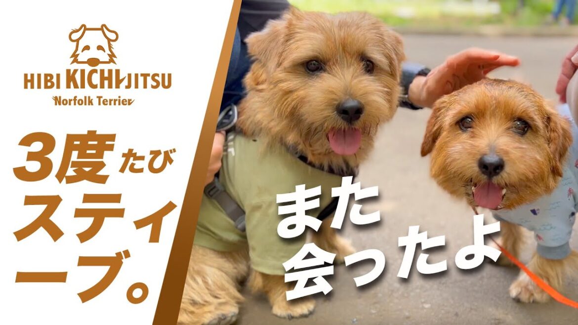 愛犬キチ  代々木公園で STEVE くんに会えた【dog ノーフォークテリア norfolkterrier yoyogipark】