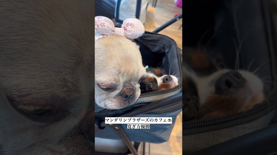 カフェでも実家のようにくつろぐ愛犬たちの姿@マンダリンブラザーズ直営店#キャバリア #フレンチブルドッグ #多頭飼い #いぬ #shorts