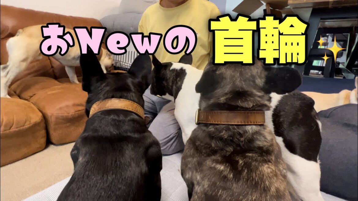ボクの新しい首輪を見てください！