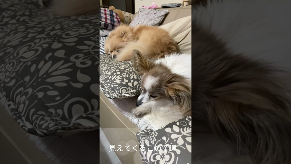 妹から切実な願い・・・　＃shorts＃パピヨン＃ポメラニアン＃姉妹＃寝顔