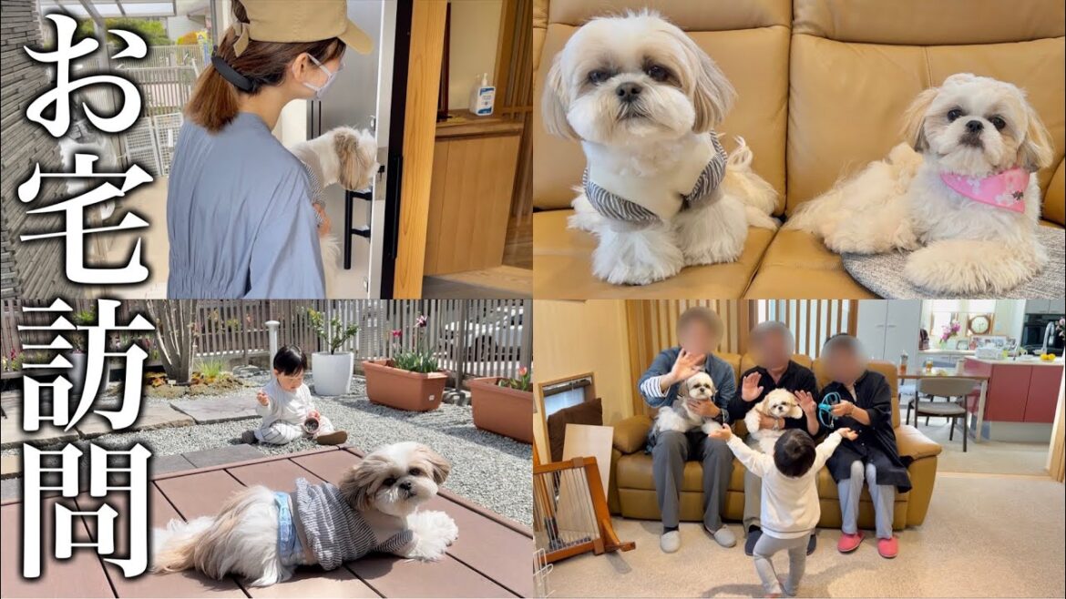 【新企画】シーズー犬はに丸と家族で視聴者さんのお宅訪問！サプライズのつもりがまさかの結果に？！