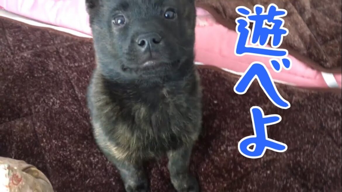 遊んでの催促強めな甲斐犬