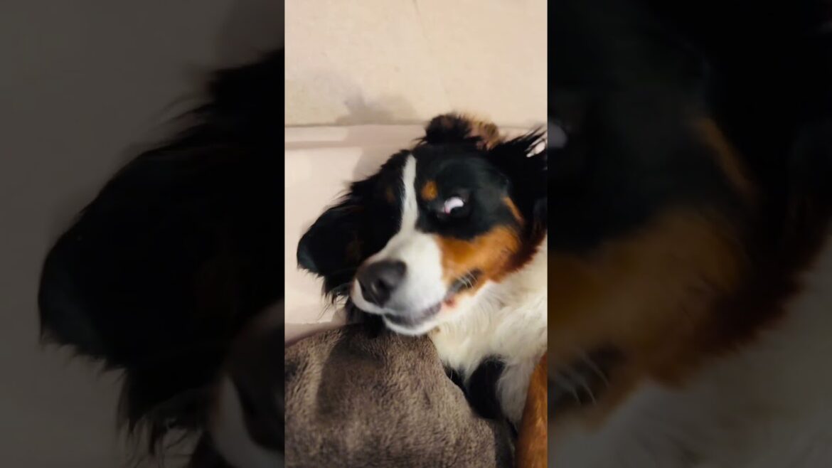 『くしゃみに驚いた飼い主』に驚くバーニーズマウンテンドッグ