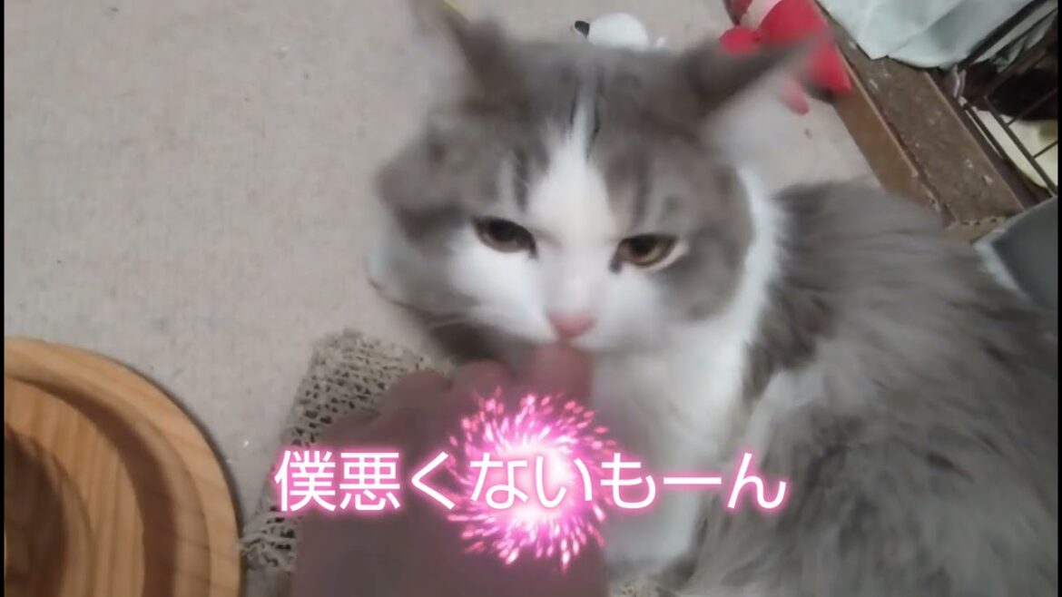 【サイベリアン】子猫の破壊神の威力が増しました！次々に破壊されていきます！