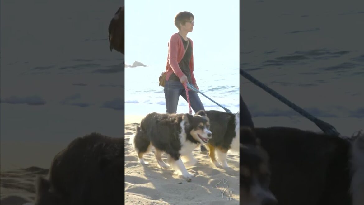 【まるでプライベートビーチ】誰もいない夕焼けの海で愛犬とお散歩 | ボーダーコリーのレイとオーストラリアンシェパードのハルと楽しむ田舎暮らし | 島根県津和野町で田舎暮らし | #shorts