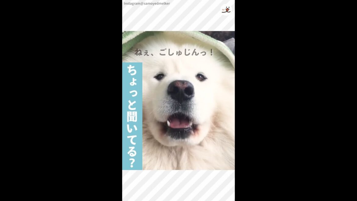 お布団の中から文句を言うサモエドさん