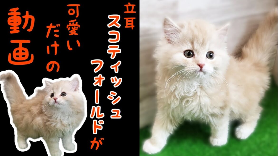 スコティッシュフォールド・子猫【Mitten府中店】