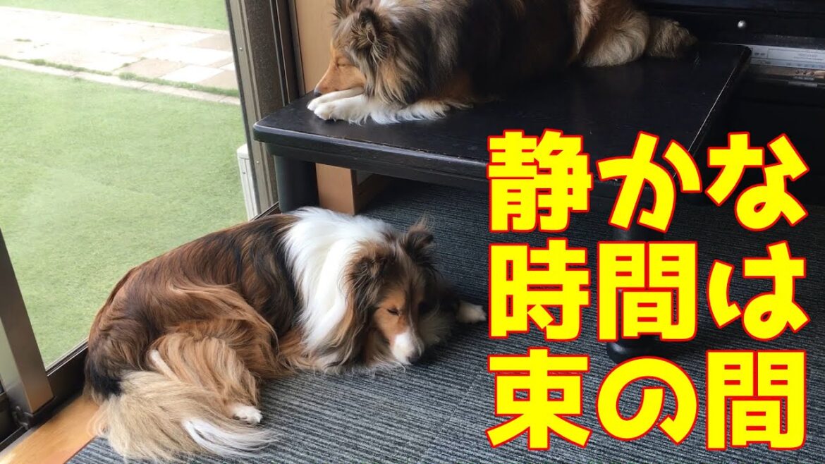 【シェルティ】静かな時間は束の間【にぎやかがいいもんね】