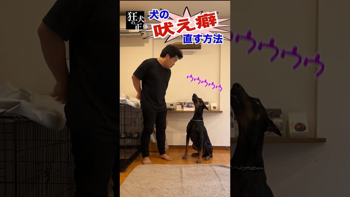 ドーベルマン飼い主による吠え癖を直す方法