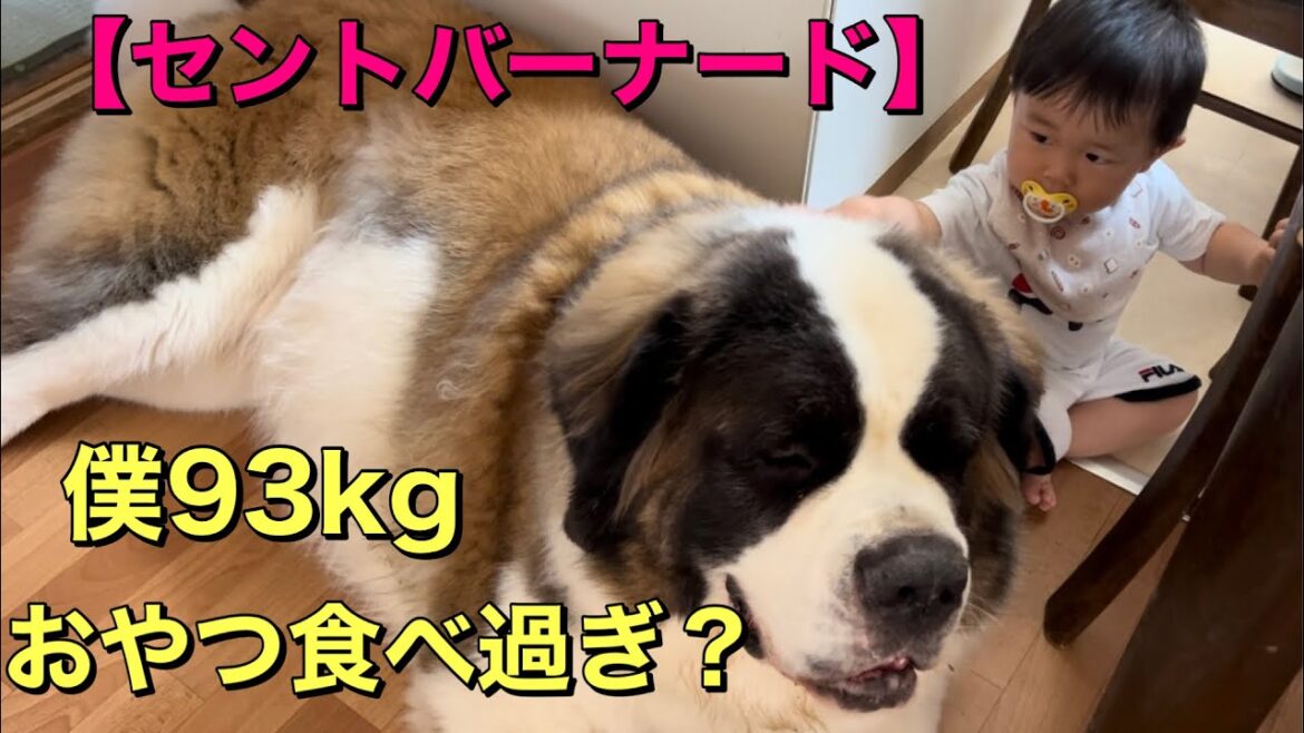 【セントバーナード】孫達との触れ合いほのぼの時間。最後のおまけでは、　93㎏の、とと君がワンプロで大暴れします。