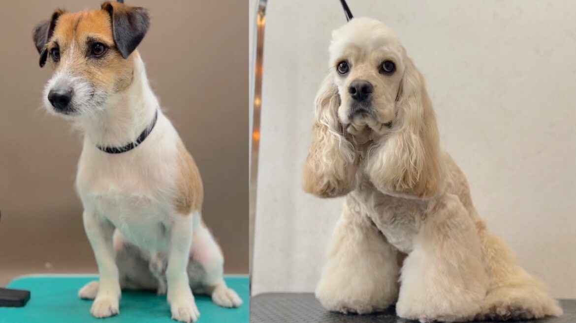 リラックスし過ぎて眠くなるアメリカンコッカーとジャクラッセル♪(まるくん)(ぽちくん) リラックスし過ぎて眠くなるアメリカンコッカーとジャクラッセル♪(まるくん)(ぽちくん)