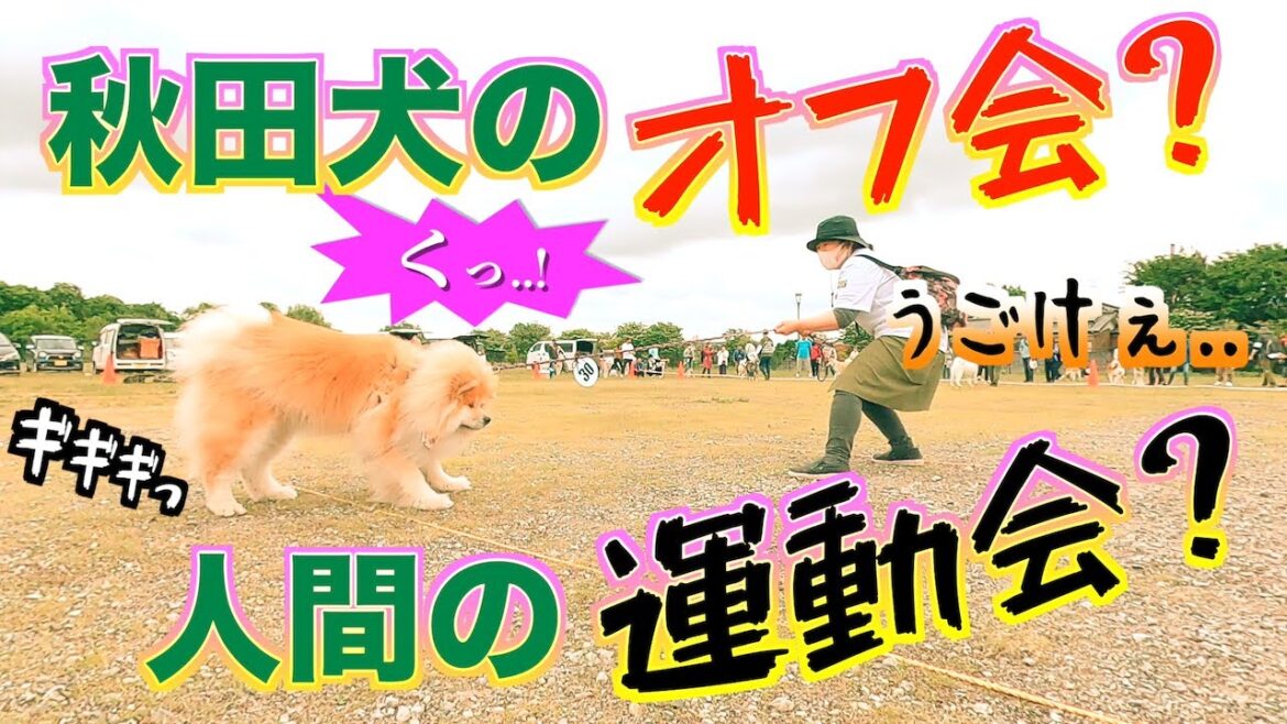 【秋田犬オフ会】埼玉県にAkita dogが大集合‼️こんなにたくさん来てくれるなんて😭そんじょそこらのオフ会とは一味ちがう⁉️もう笑い声しか聞こえませんww