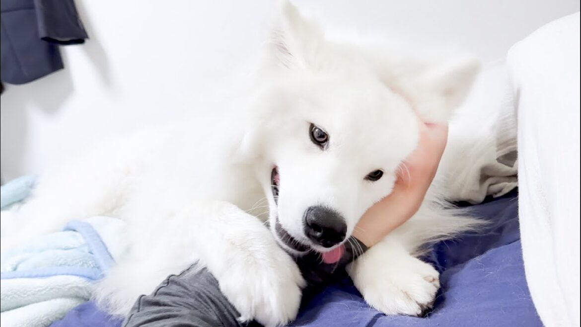いつまでも大人になりきれない永遠に大きな赤ん坊【サモエド】