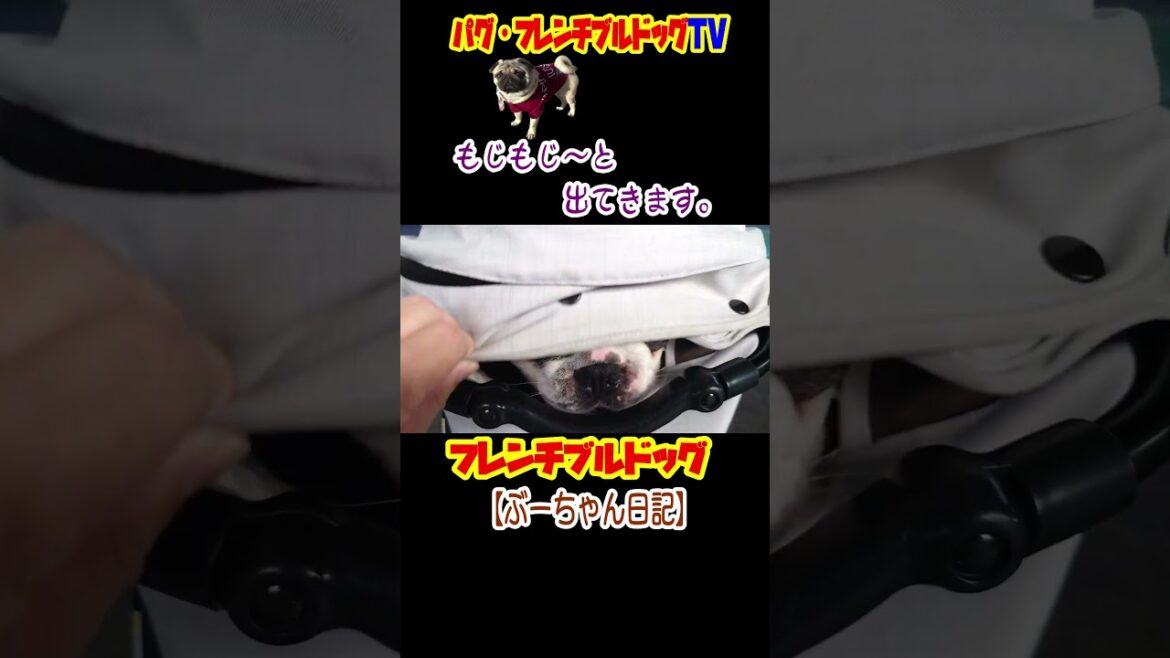 もじもじ～と出てきます。フレンチブルドッグ『ぶーちゃん日記』