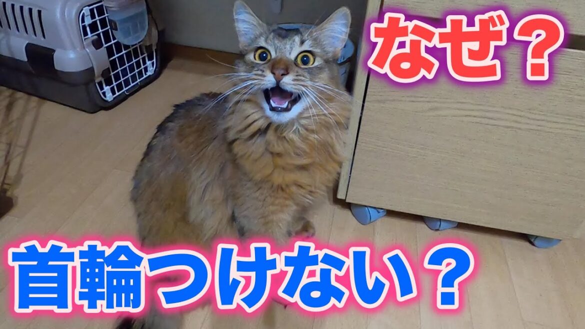 愛猫に首輪をつけていない理由について【ソマリ】