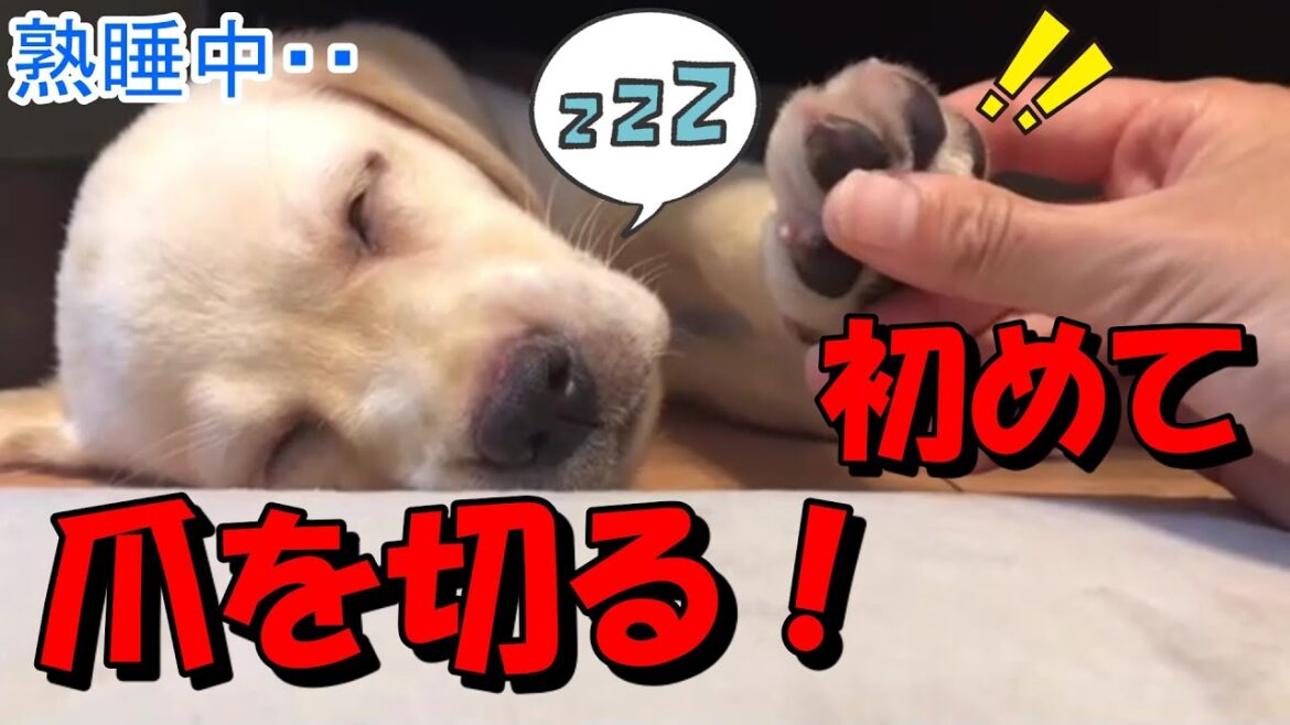 熟睡中がチャンス！？初めて爪を切る！～ラブラドールレトリーバー～