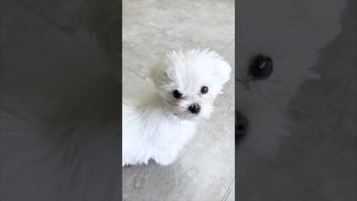 カメラに興味津々！撮って欲しくてアピールしまくり