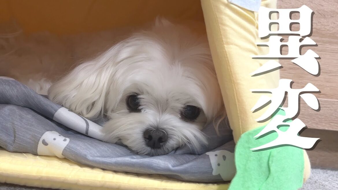 愛犬の体から異臭がしたので動物病院に行ったら驚きの診断結果でした【マルチーズ】