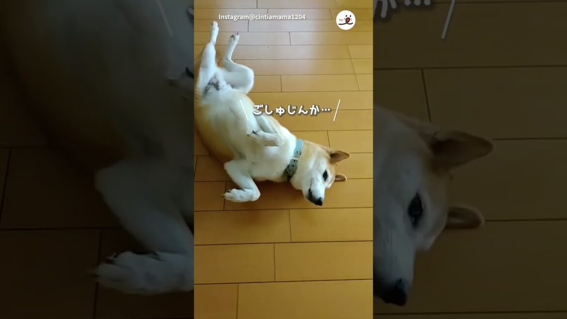 【おかえり】お出迎えしない柴犬さん｜PECO