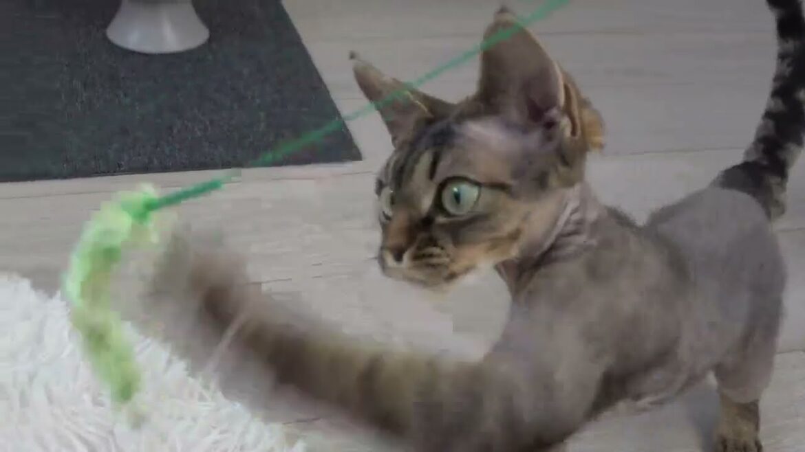 デボンレックス子猫の普段の夕方の風景(Devon Rex kitten's evening routines)