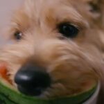 【ASMR】ノーフォークテリアがただ西瓜を食べている動画