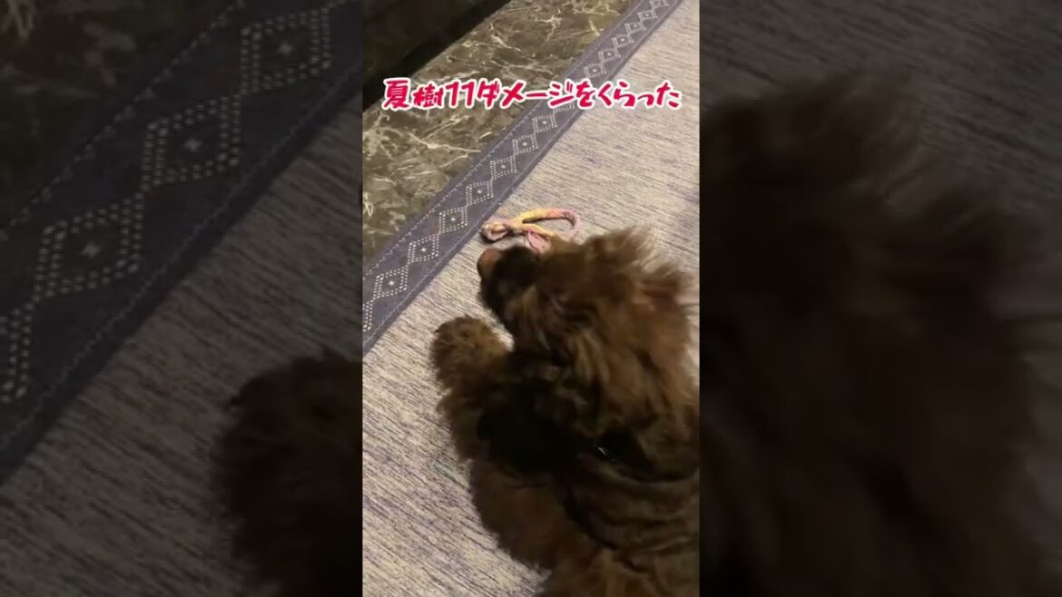 【アメリカンコッカースパニエル】ねず男師匠の特訓！【愛犬】　#アメリカンコッカースパニエル　#アメコカ　#コッカー　#特訓　#おもちゃ　#犬の気持ち