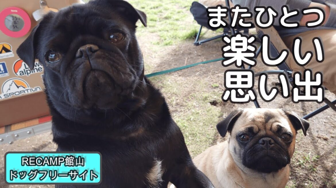 【犬連れキャンプ】今まで見たことが無い大きな広い海に大はしゃぎwwRECAMP館山。パグ多頭 【犬連れキャンプ】今まで見たことが無い大きな広い海に大はしゃぎwwRECAMP館山。パグ多頭