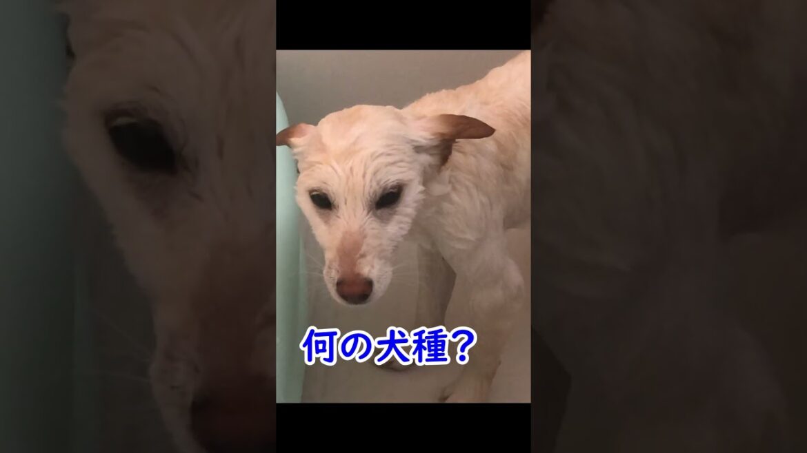 ジャックラッセルテリアを乾かすと違う犬種になったｗ【柴犬】＃shorts