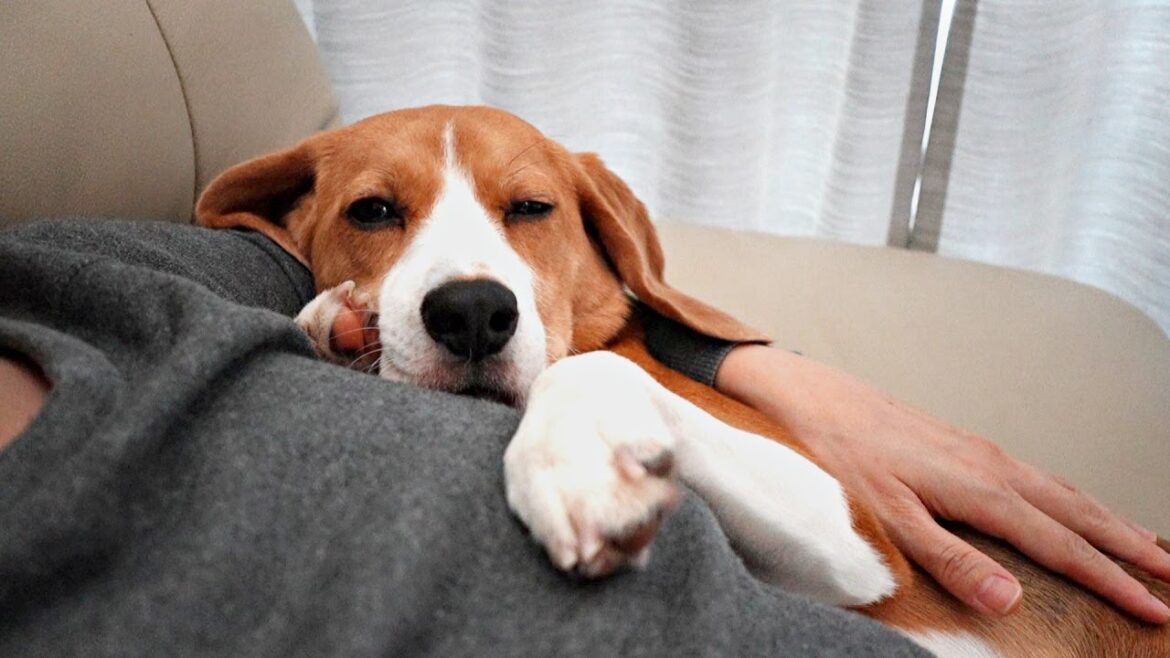ビーグル犬を甘やかして育てたらこうなりました