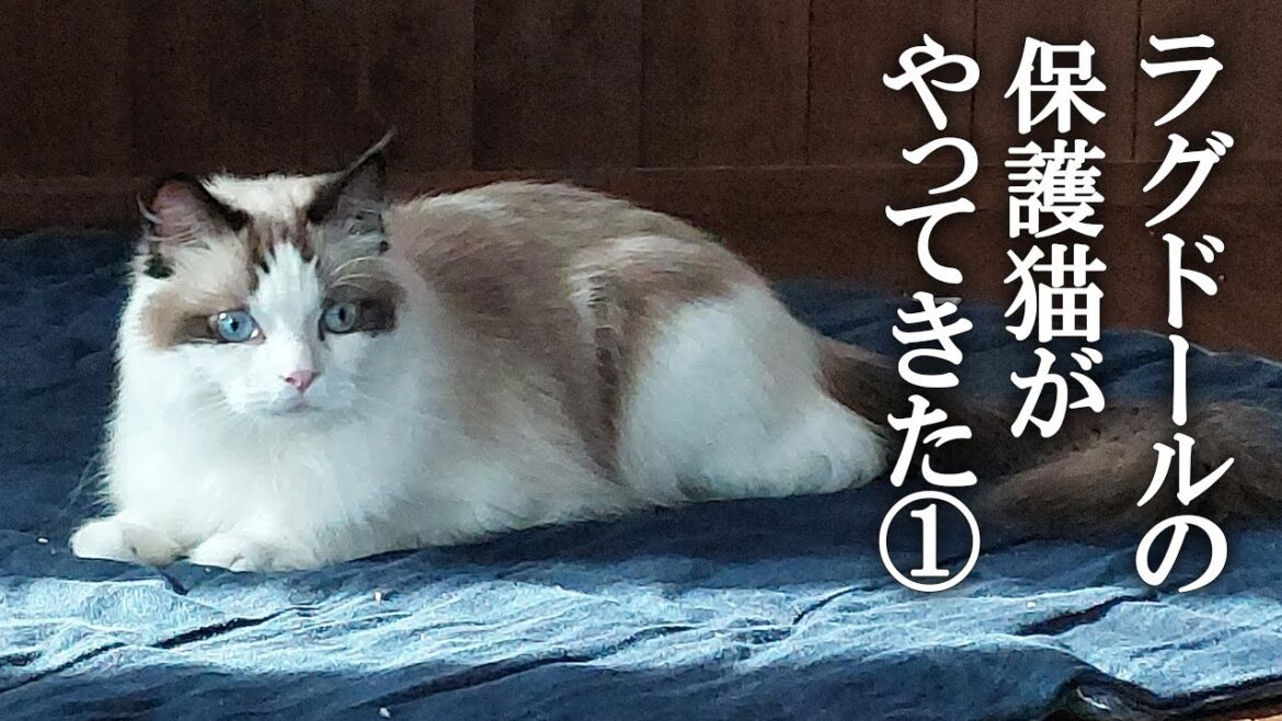 ラグドールの保護猫がやってきた！①　2歳の女の子、トライアル1日目
