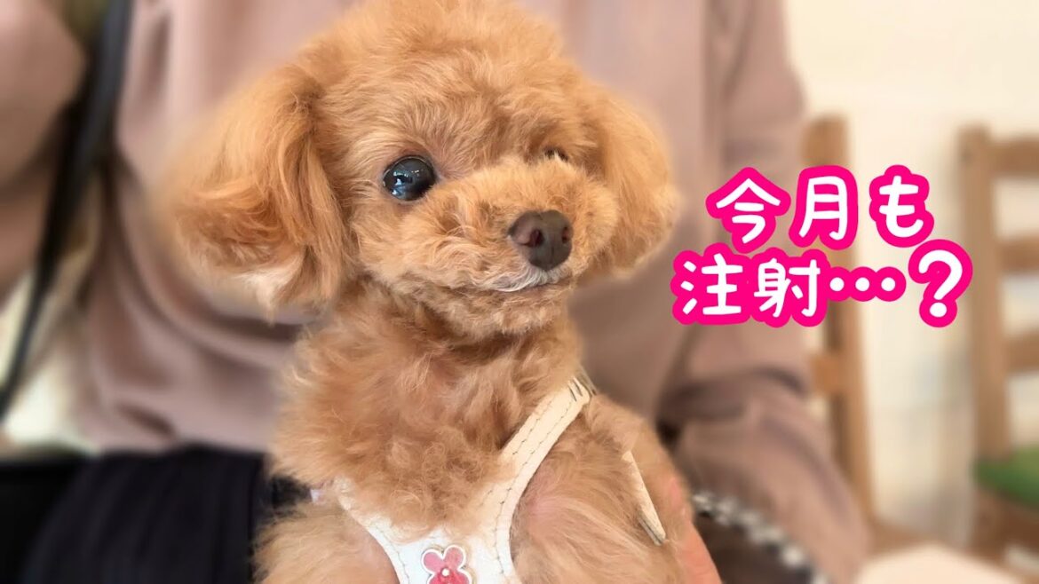 毎月の注射に意気消沈の犬。帰ってからのリラックス姿がかわいい…【狂犬病予防接種】【トイプードルのコロン】