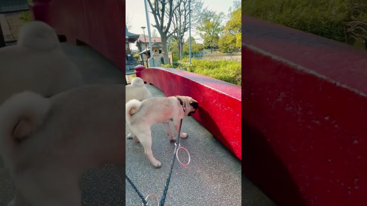 [パグ]休む犬🐶ﾂｶﾚﾀ (break time) #shorts