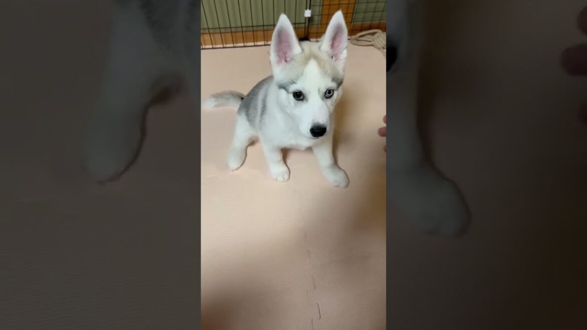 トレーニングするシベリアンハスキーの子犬 husky puppy #shorts