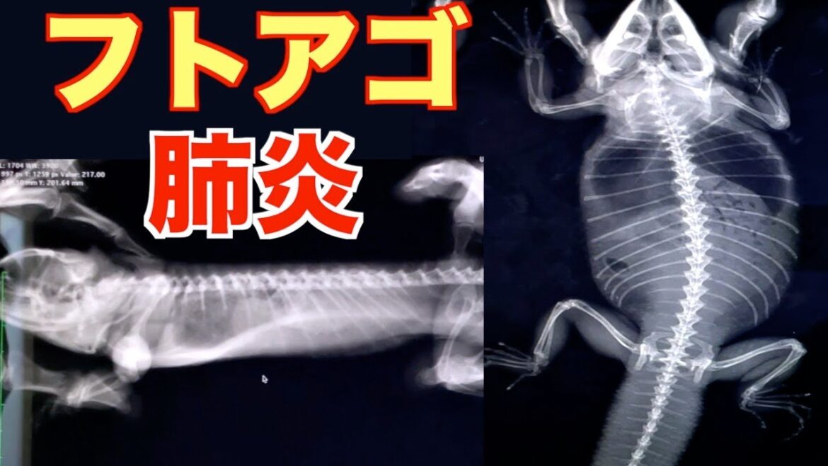 フトアゴが肺炎になりました｜飼育｜病院費用｜闘病記録