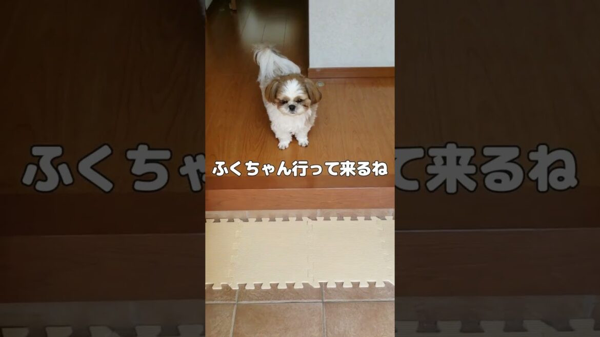 毎日行ってらっしゃいを言ってくれるシーズー【犬Vlog】
