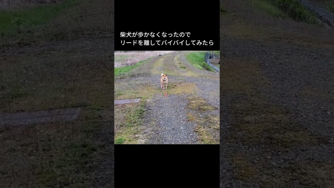 歩かないくせに離れる事は絶対に許さない柴犬#柴犬可愛い#いぬ#リードは離してはなりません