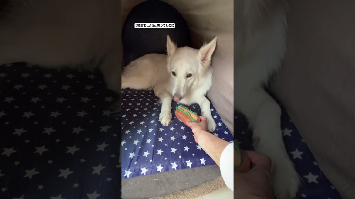 ホワイトシェパードのれお。 おもちゃを用意して食後の休憩をします。#shorts