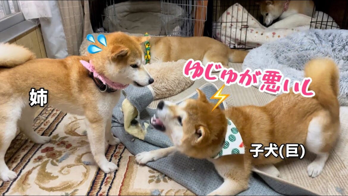 悪事をお互いになすりつけ合う柴犬姉弟のやり取りが可愛いw 悪事をお互いになすりつけ合う柴犬姉弟のやり取りが可愛いw