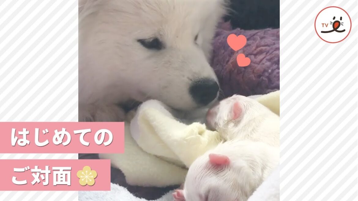 はじめまして、赤ちゃん💖 姉妹が産んだワンコをうっとり見つめるサモエドさんに癒される😌【PECO TV】