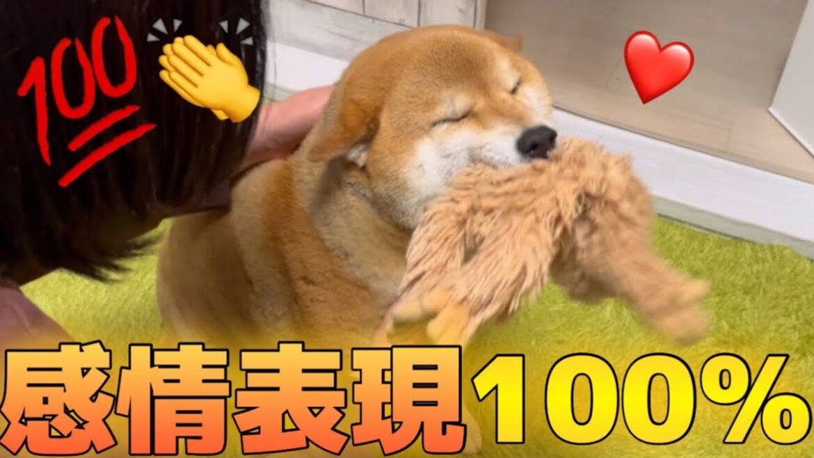 【柴犬のお出迎え】時と場合によってはお出迎えも喜んでくれる日とシカトされる日もある。そんな気分屋な柴犬です。