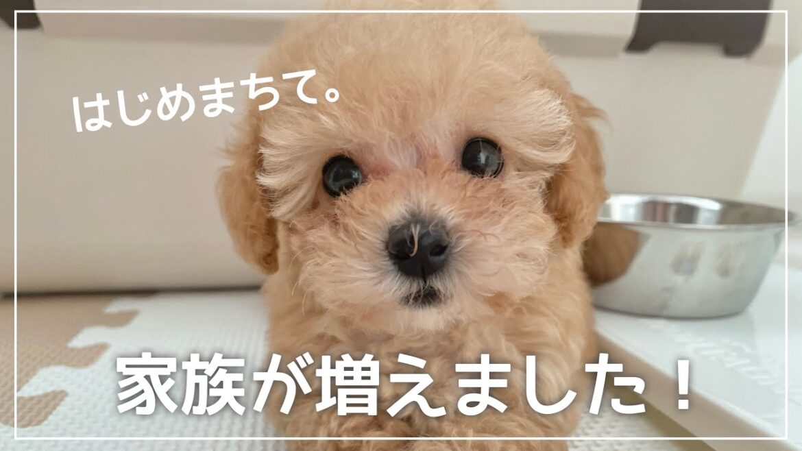 トイプードルの子犬をお迎えしました~先住犬との初対面~【トイプードル パピー】 トイプードルの子犬をお迎えしました~先住犬との初対面~【トイプードル パピー】