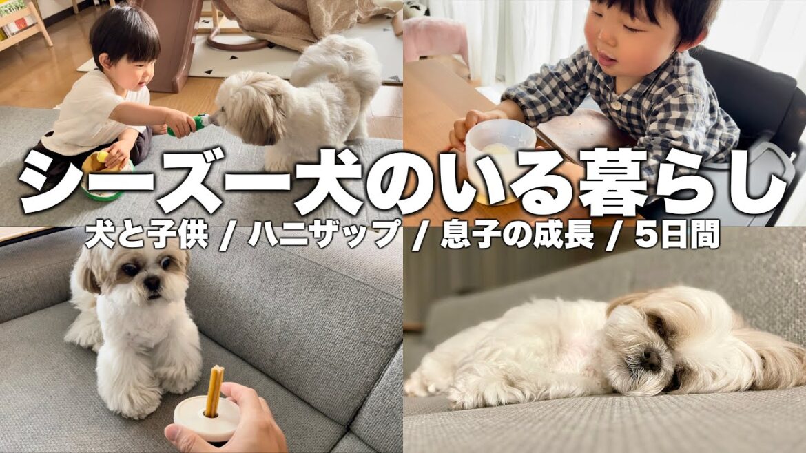 【ルーティン】もふもふ可愛いシーズー犬と家族の5日間(2023.4.21-4.25)/ Shih Tzu takes a walk everyday in April. 【ルーティン】もふもふ可愛いシーズー犬と家族の5日間(2023.4.21-4.25)/ Shih Tzu takes a walk everyday in April.