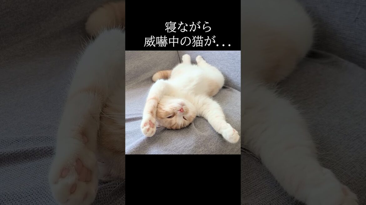 爆睡しながら威嚇してる猫がかわいい...#猫