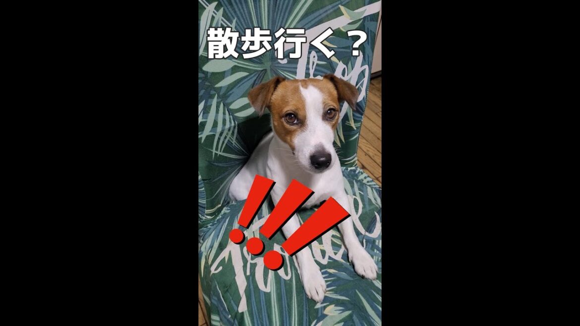朝ご飯の後はマッタリ😁　#ジャックラッセルテリア🐶 #shorts